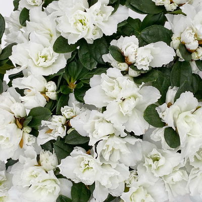 Azalee, 3er-Set, weiss gefüllt, Topf 12 cm Ø Azalee, 3er-Set, weiss gefüllt, Topf 12 cm Ø