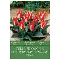 Tulpen für Topfbepflanzung Pinocchio, rot/weiß, 7 Blumenzwiebeln
