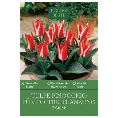 Tulpen für Topfbepflanzung Pinocchio, rot/weiß, 7 Blumenzwiebeln Tulpen für Topfbepflanzung Pinocchio, rot/weiß, 7 Blumenzwiebeln