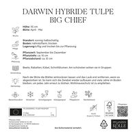XXL Darwin Hybride-Tulpen 'Big Chief', Gelb, Rosa, Rot, 10 Blumenzwiebeln
