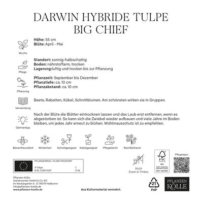 XXL Darwin Hybride-Tulpen 'Big Chief', Gelb, Rosa, Rot, 10 Blumenzwiebeln XXL Darwin Hybride-Tulpen 'Big Chief', Gelb, Rosa, Rot, 10 Blumenzwiebeln