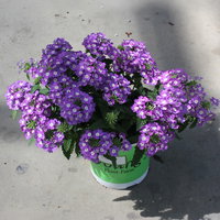 Eisenkraut, lila, Topf-Ø 12 cm, 6 Pflanzen