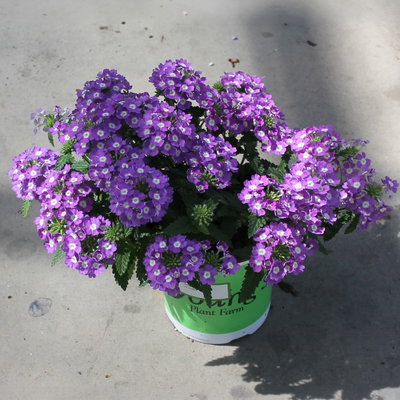 Eisenkraut, lila, Topf-Ø 12 cm, 6 Pflanzen