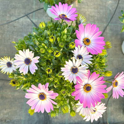 Kapkörbchen, Farbe zufällig, Topf-Ø 14 cm, 4 Pflanzen Kapkörbchen, Farbe zufällig, Topf-Ø 14 cm, 4 Pflanzen