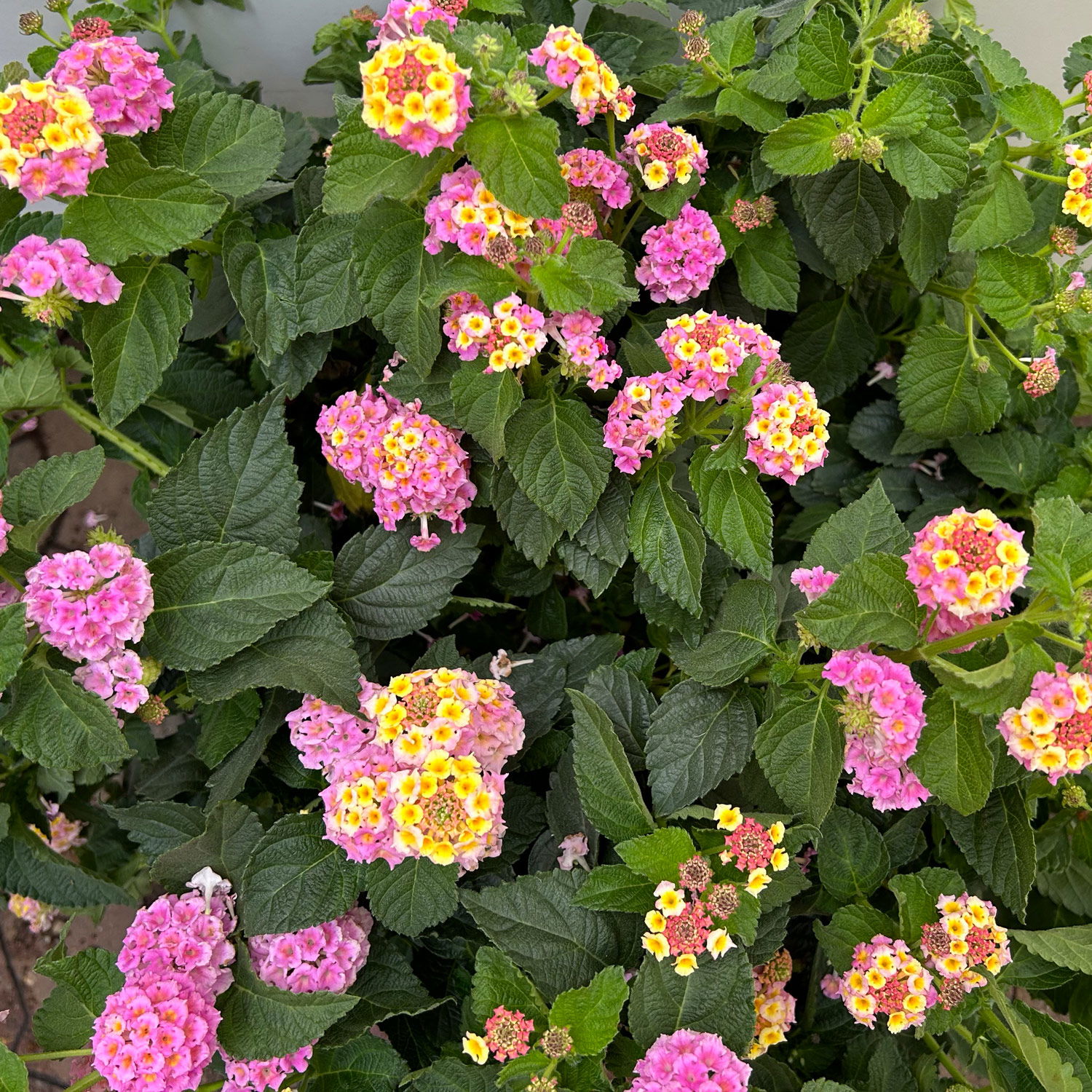 Wandelröschen lila/gelb, Topf-Ø 27 cm