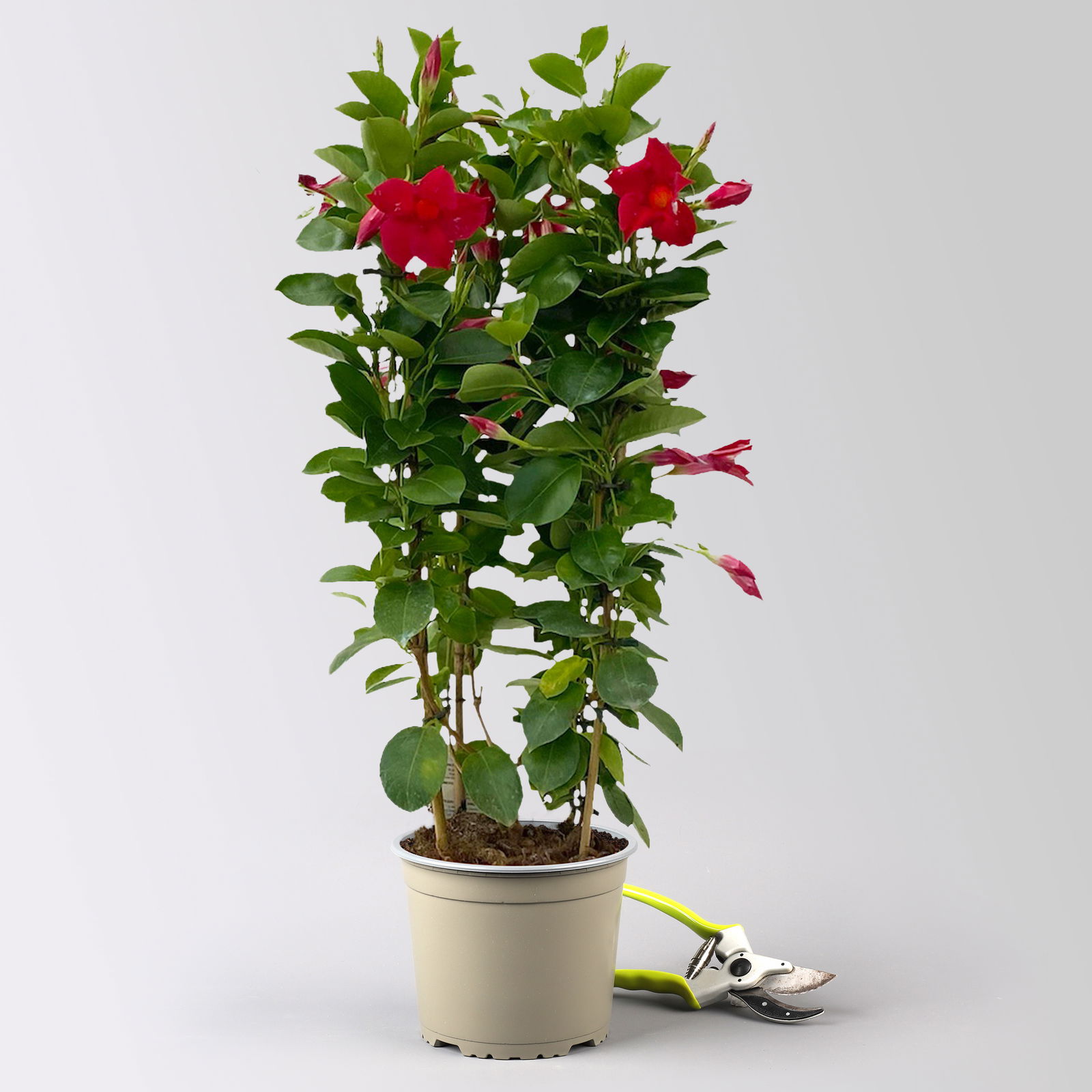 Dipladenie, rot, Doppelbogen, Topf-Ø 17 cm, 2 Pflanzen