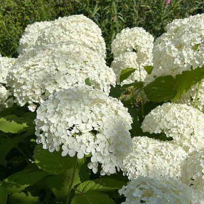 Schneeballhortensie 'Annabelle' 30/40 cm, im 5 l Topf Schneeballhortensie 'Annabelle' 30/40 cm, im 5 l Topf