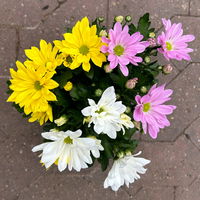 Chrysanthemen 'Trio' weiß-gelb-rosa, Topf-Ø 12 cm, 6er-Set