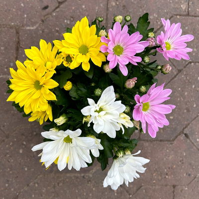 Chrysantheme 'Trio', weiß-gelb-rosa, Topf-Ø 12 cm, 6 Pflanzen Chrysantheme 'Trio', weiß-gelb-rosa, Topf-Ø 12 cm, 6 Pflanzen