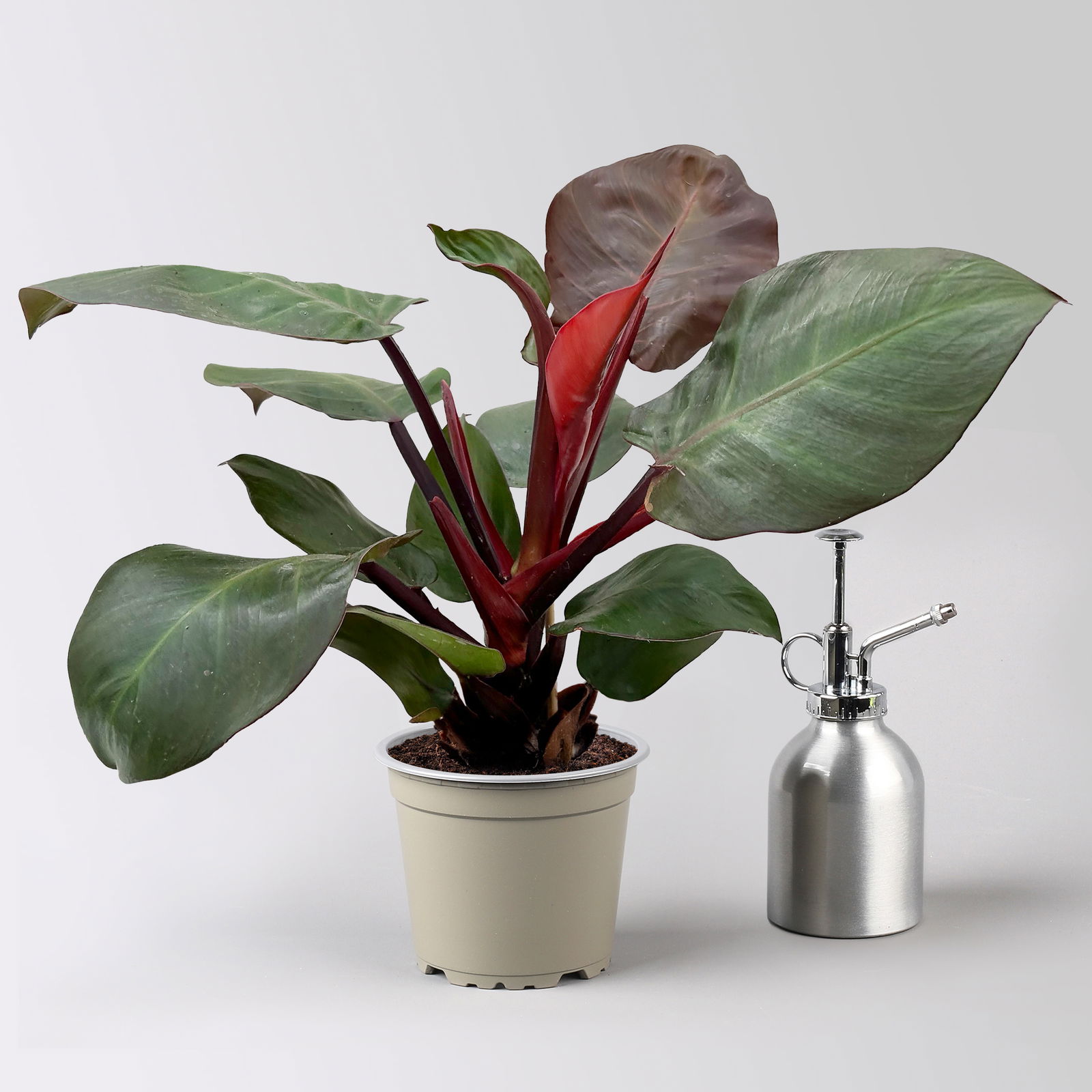 Grünpflanzen-Set Urban Jungle, dunkellaubig, Topf-Ø 12 cm, 4 Pflanzen