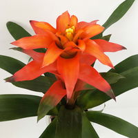 Guzmanie 'Fiero', orange, Topf-Ø 12 cm, 2 Pflanzen Guzmanie 'Fiero', orange, Topf-Ø 12 cm, 2 Pflanzen