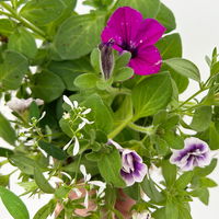 Sommerblumen-Mix, nach Verfügbarkeit, Topf-Ø 13 cm, 3 Pflanzen