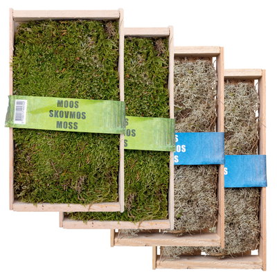 Wald- und Silbermoos in der Holzkiste, 4 Stück Wald- und Silbermoos in der Holzkiste, 4 Stück