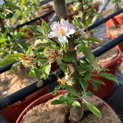 Kölle Bio Säulenapfel 'Starcats'Ⓢ, Unterlage MM 111,  Topf 10 Liter