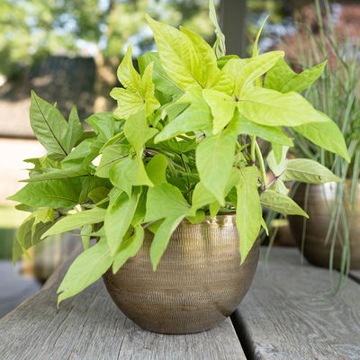 Kölle Pflanzgefäß 'Rowen', gold, ca. Ø 22 x H 17 cm