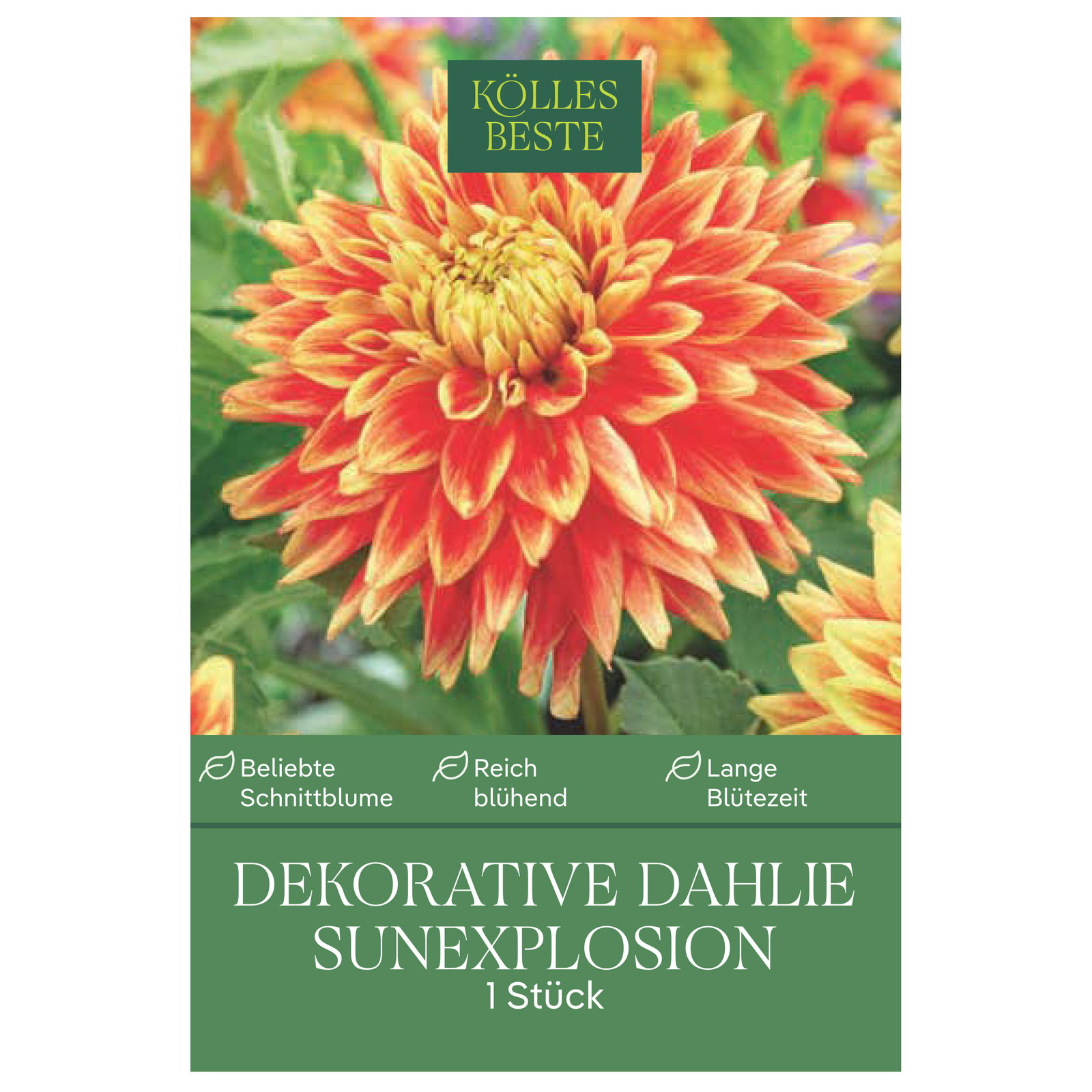 Kölles Beste Blumenknolle, Dekorative Dahlie 'Sunexplosion'