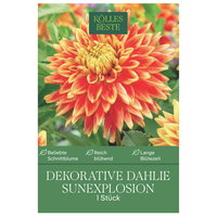 Kölles Beste Blumenknolle, Dekorative Dahlie 'Sunexplosion'