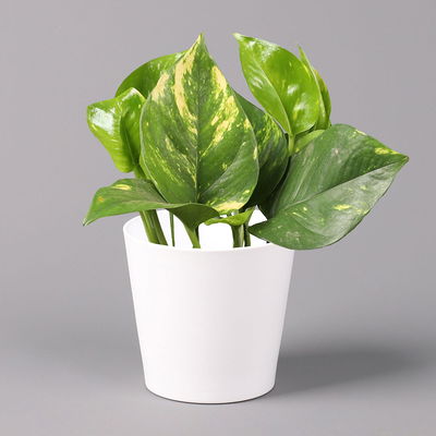 Efeutute mit Keramiktopf Dallas weiß, Topf-Ø 12 cm, Höhe ca. 15 cm, 3 Pflanzen