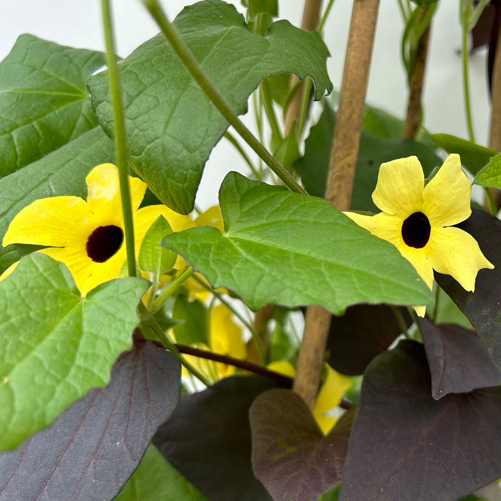 Thunbergia-Ziersüßkartoffel Pyramide, Farbe zufällig, Topf-Ø 21cm, Höhe ca.100cm