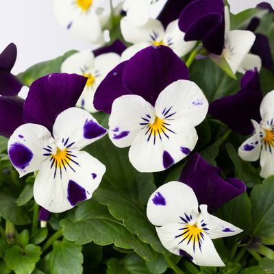 Bio Hornveilchen, Farben zufällig, Topf-Ø 12cm, 6 Pflanzen Bio Hornveilchen, Farben zufällig, Topf-Ø 12cm, 6 Pflanzen