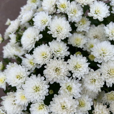Chrysanthemen, weiß, Topf-Ø 14 cm, 4 Pflanzen Chrysanthemen, weiß, Topf-Ø 14 cm, 4 Pflanzen