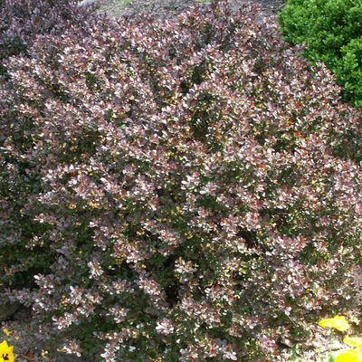 Rote-Zwerg-Berberitze 'Atropurpurea Nana', 10er-Set, Höhe 15-20 cm, Topf 2 l Rote-Zwerg-Berberitze 'Atropurpurea Nana', 10er-Set, Höhe 15-20 cm, Topf 2 l