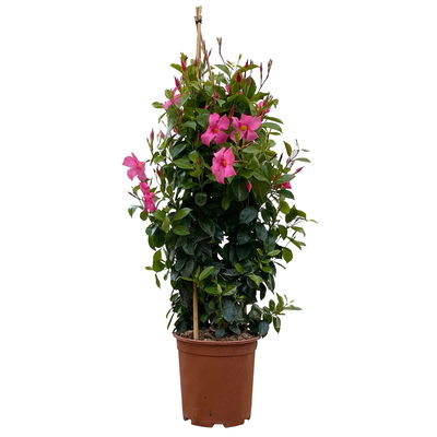 Dipladenie rosa/pink, Pyramide, Topf-Ø 23 cm, Höhe ca. 110 cm