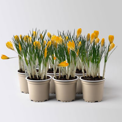Krokus gelb, vorgetrieben, Topf-Ø 10,5 cm, 6 Pflanzen