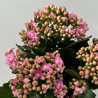 Kalanchoe 'Queen'®, rosa, Topf-Ø 14 cm, 3 Pflanzen