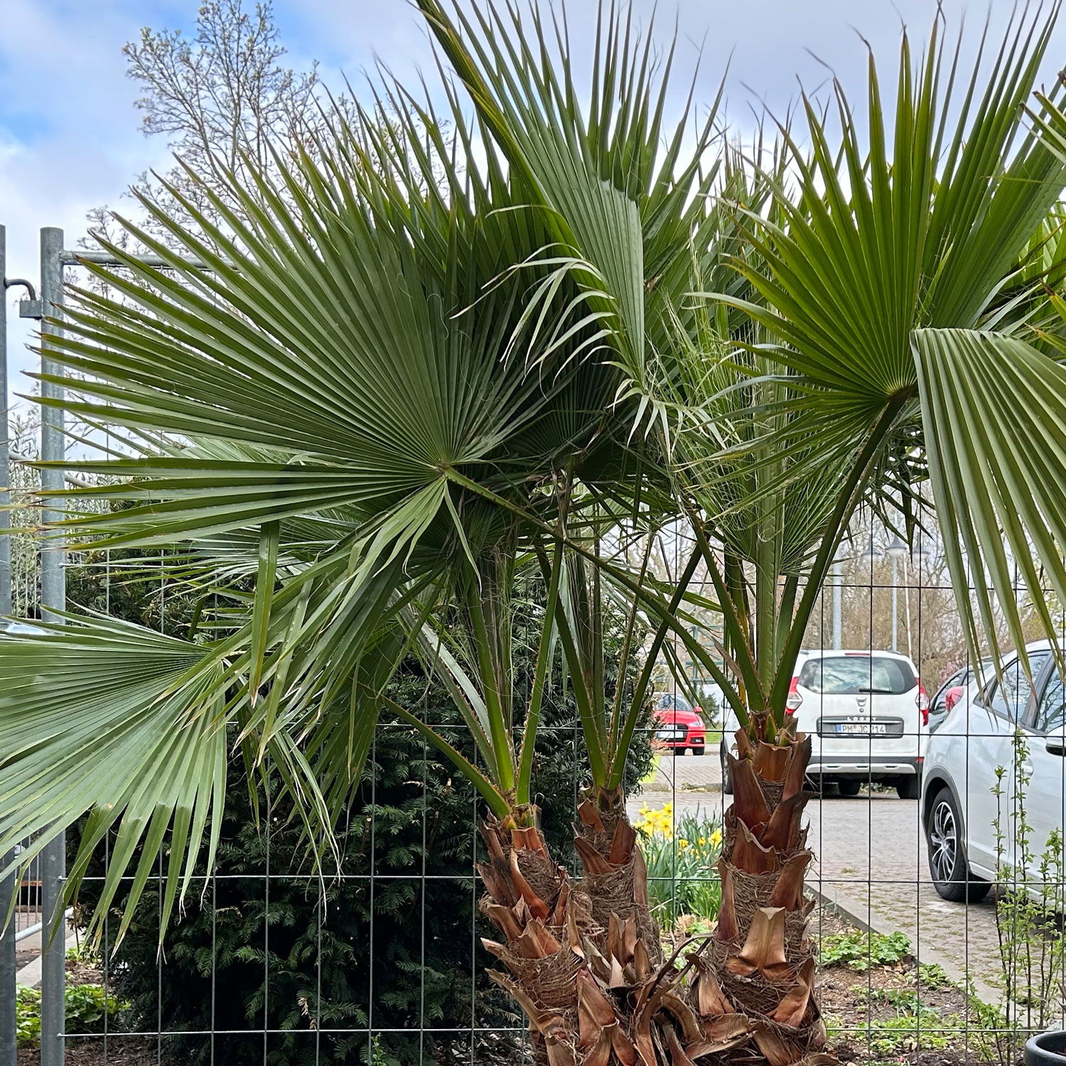 Washingtonia robusta, Multistamm, Topf 100 Liter