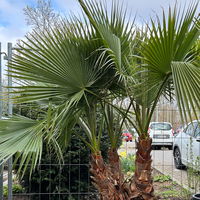 Washingtonia robusta, Multistamm, Topf 100 Liter