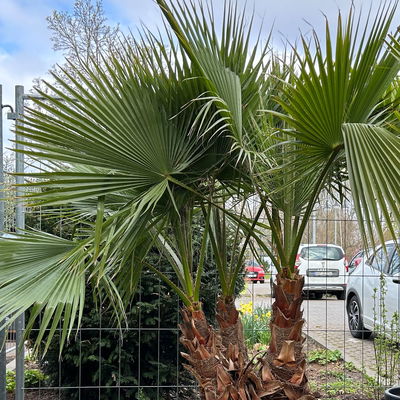 Washingtonia robusta, Multistamm, Topf 100 Liter