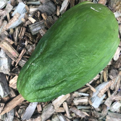 Blu Bio Papayapflanze, Topf-Ø 12 cm, 2er Set Blu Bio Papayapflanze, Topf-Ø 12 cm, 2er Set