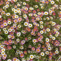 Spanisches Gänseblümchen weiß, Topf 3 Liter Topf Spanisches Gänseblümchen weiß, Topf 3 Liter Topf