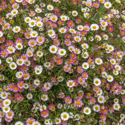 Spanisches Gänseblümchen weiß, Topf 3 Liter Topf Spanisches Gänseblümchen weiß, Topf 3 Liter Topf