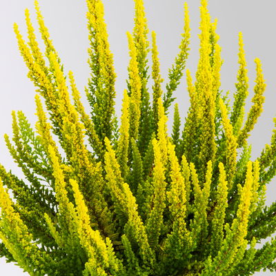 Besenheide SKYLINE®, gelbgrün, Topf-Ø 11 cm, 6 Pflanzen Besenheide SKYLINE®, gelbgrün, Topf-Ø 11 cm, 6 Pflanzen