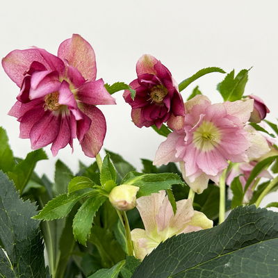 Lenzrose 'ViV® Ariana', rosa gesprenkelt, Topf-Ø 19 cm Lenzrose 'ViV® Ariana', rosa gesprenkelt, Topf-Ø 19 cm