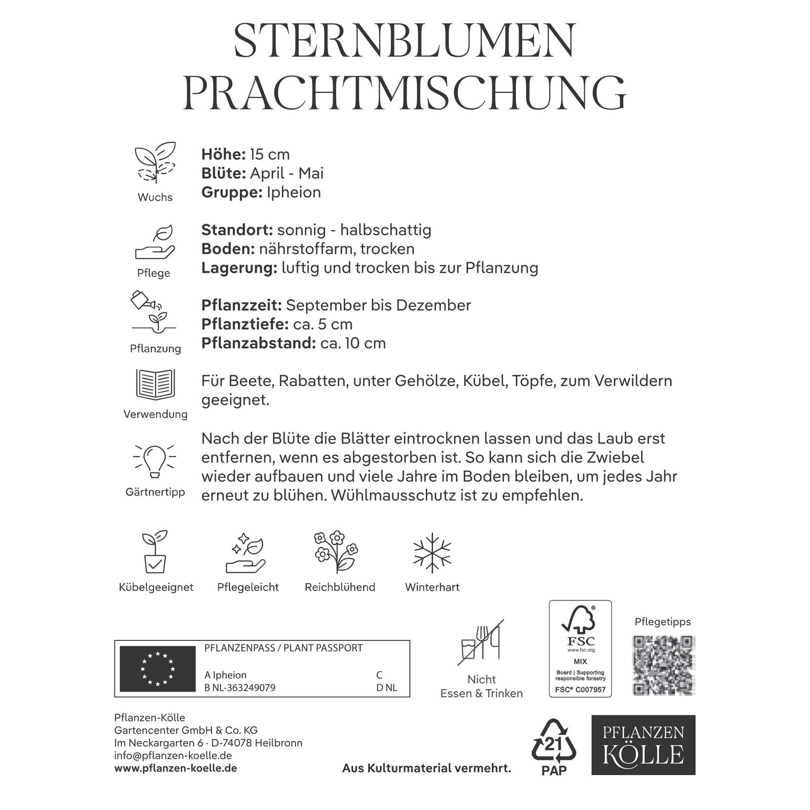 Frühlingsstern Mischung, bunt, 25 Blumenzwiebeln