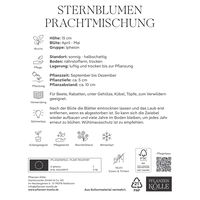 Frühlingsstern Mischung, bunt, 25 Blumenzwiebeln