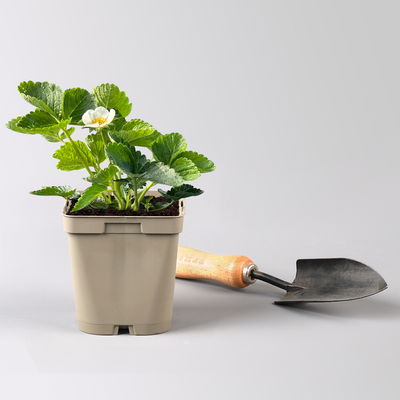 Bio Erdbeere Hummi® 'Süße Brumme', Topf 11x11 cm, 3 Pflanzen Bio Erdbeere Hummi® 'Süße Brumme', Topf 11x11 cm, 3 Pflanzen