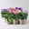 Lisianthus, je 2x rosa, blau, weiß, Topf-Ø 10,5 cm, 6 Pflanzen Lisianthus, je 2x rosa, blau, weiß, Topf-Ø 10,5 cm, 6 Pflanzen