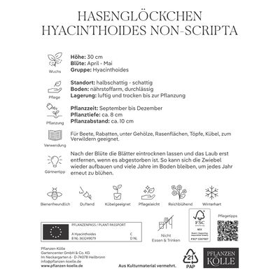 Hyacinthoides non-scripta (Hasenglöckchen) blau, 10 Blumenzwiebeln