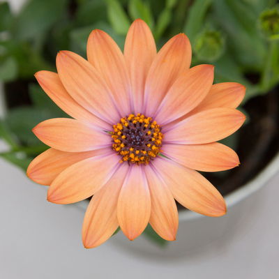 Kapkörbchen orange, Topf-Ø 12 cm, 6er-Set Kapkörbchen orange, Topf-Ø 12 cm, 6er-Set