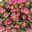 Portulakröschen, pink, Topf-Ø 12 cm, 6 Pflanzen