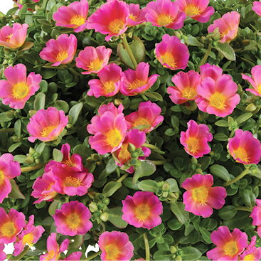 Portulakröschen, pink, Topf-Ø 12 cm, 6 Pflanzen Portulakröschen, pink, Topf-Ø 12 cm, 6 Pflanzen