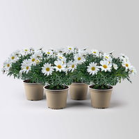 Margerite 'Stella', weiß, Topf-Ø 14 cm, 4 Pflanzen