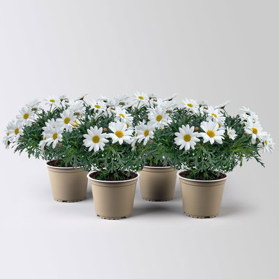 Margerite 'Stella', weiß, Topf-Ø 14 cm, 4 Pflanzen