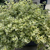 Helichrysum 'variegata', weiß-grün, Topf- Ø 12 cm, 6 Pflanzen