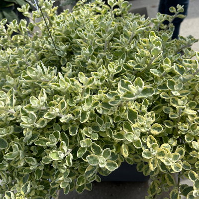 Helichrysum 'variegata', weiß-grün, Topf- Ø 12 cm, 6 Pflanzen