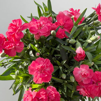 Nelke 'Oscar®', Farbe zufällig, Topf-Ø 14 cm, 4 Pflanzen